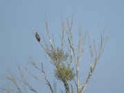 Young white-tailed eagle